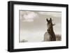 The Bay Mare II-Barry Hart-Framed Giclee Print