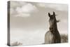 The Bay Mare II-Barry Hart-Stretched Canvas