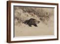 Brown Frame