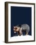 The Bear on Midnight Blue, 2020, (Pen and Ink)-Mike Davis-Framed Giclee Print