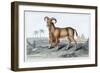 The Bearded Argali-John Stewart-Framed Premium Giclee Print