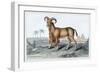 The Bearded Argali-John Stewart-Framed Premium Giclee Print