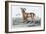 The Bearded Argali-John Stewart-Framed Art Print