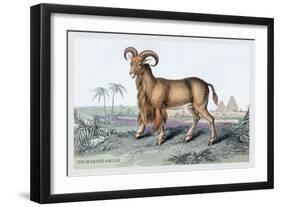 The Bearded Argali-John Stewart-Framed Art Print