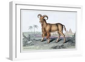 The Bearded Argali-John Stewart-Framed Art Print