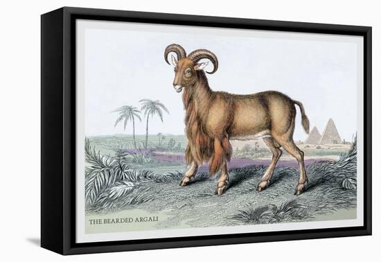 The Bearded Argali-John Stewart-Framed Stretched Canvas