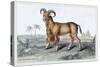 The Bearded Argali-John Stewart-Stretched Canvas