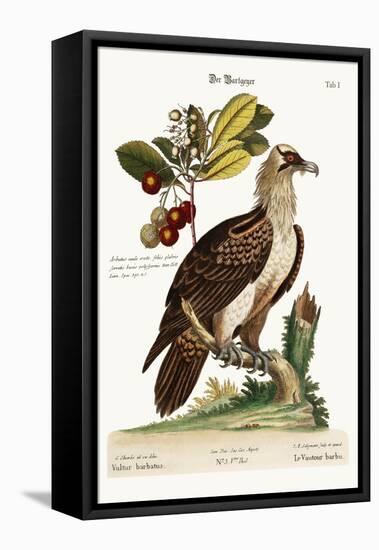The Bearded Vulture, 1749-73-George Edwards-Framed Stretched Canvas