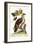 The Bearded Vulture, 1749-73-George Edwards-Framed Giclee Print