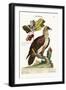 The Bearded Vulture, 1749-73-George Edwards-Framed Giclee Print