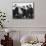 The Beatles-null-Mounted Photo displayed on a wall