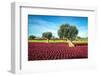 The Beautiful and Colorful Landscapes in Puglia-Sabino Parente-Framed Photographic Print