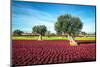 The Beautiful and Colorful Landscapes in Puglia-Sabino Parente-Mounted Photographic Print