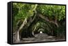The Beautiful Banyan Tree-Philippe Hugonnard-Framed Stretched Canvas