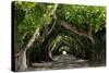 The Beautiful Banyan Tree-Philippe Hugonnard-Stretched Canvas
