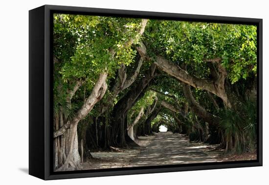 The Beautiful Banyan Tree-Philippe Hugonnard-Framed Stretched Canvas