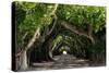 The Beautiful Banyan Tree-Philippe Hugonnard-Stretched Canvas