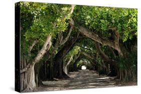 The Beautiful Banyan Tree-Philippe Hugonnard-Stretched Canvas