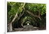 The Beautiful Banyan Tree-Philippe Hugonnard-Framed Photographic Print