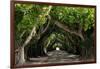 The Beautiful Banyan Tree-Philippe Hugonnard-Framed Photographic Print