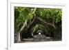 The Beautiful Banyan Tree-Philippe Hugonnard-Framed Photographic Print