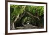 The Beautiful Banyan Tree-Philippe Hugonnard-Framed Photographic Print