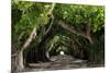 The Beautiful Banyan Tree-Philippe Hugonnard-Mounted Photographic Print