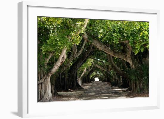 The Beautiful Banyan Tree-Philippe Hugonnard-Framed Photographic Print