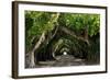 The Beautiful Banyan Tree-Philippe Hugonnard-Framed Photographic Print