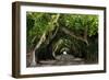 The Beautiful Banyan Tree-Philippe Hugonnard-Framed Photographic Print