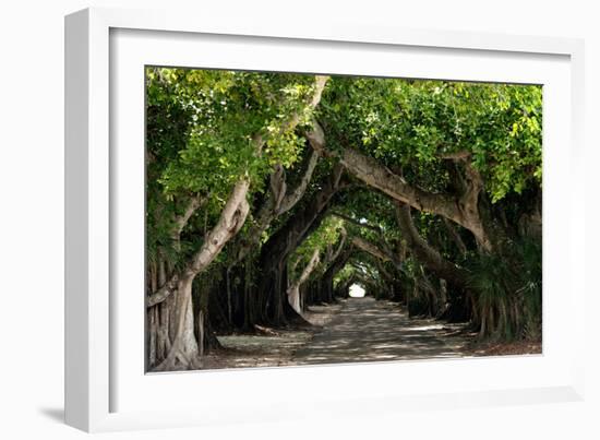 The Beautiful Banyan Tree-Philippe Hugonnard-Framed Photographic Print