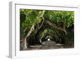 The Beautiful Banyan Tree-Philippe Hugonnard-Framed Photographic Print