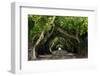 The Beautiful Banyan Tree-Philippe Hugonnard-Framed Photographic Print