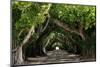 The Beautiful Banyan Tree-Philippe Hugonnard-Mounted Photographic Print