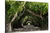 The Beautiful Banyan Tree-Philippe Hugonnard-Stretched Canvas