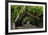 The Beautiful Banyan Tree-Philippe Hugonnard-Framed Photographic Print