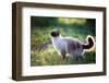 The Beautiful Brown Cat, Siamese, with Blue-Green Eyes Lies in a Green Grass and Leaves-Bershadsky Yuri-Framed Photographic Print