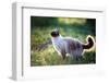 The Beautiful Brown Cat, Siamese, with Blue-Green Eyes Lies in a Green Grass and Leaves-Bershadsky Yuri-Framed Photographic Print