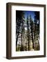 The Beautiful Scenes of Mammoth Lakes, California and Surrounding Areas-Daniel Kuras-Framed Photographic Print