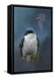 The Beautiful Tree Swallow-Jai Johnson-Framed Stretched Canvas