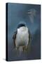 The Beautiful Tree Swallow-Jai Johnson-Stretched Canvas