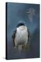 The Beautiful Tree Swallow-Jai Johnson-Stretched Canvas