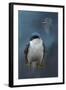 The Beautiful Tree Swallow-Jai Johnson-Framed Giclee Print