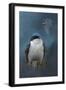 The Beautiful Tree Swallow-Jai Johnson-Framed Giclee Print