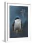 The Beautiful Tree Swallow-Jai Johnson-Framed Giclee Print