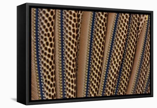 The Beautiful Wing Feathers of Argus Phesant-Darrell Gulin-Framed Stretched Canvas