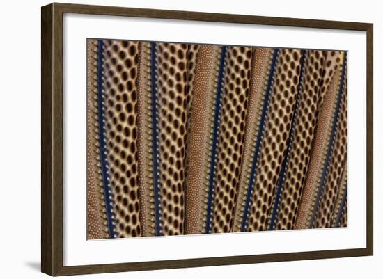 The Beautiful Wing Feathers of Argus Phesant-Darrell Gulin-Framed Photographic Print