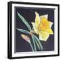 The Beauty of a Daffodil, 2021 (Pastel)-Margo Starkey-Framed Giclee Print