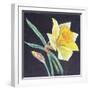 The Beauty of a Daffodil, 2021 (Pastel)-Margo Starkey-Framed Giclee Print