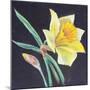 The Beauty of a Daffodil, 2021 (Pastel)-Margo Starkey-Mounted Giclee Print